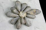 Jurassic Fossil Urchin (Firmacidaris) - Amellago, Morocco #179473-1